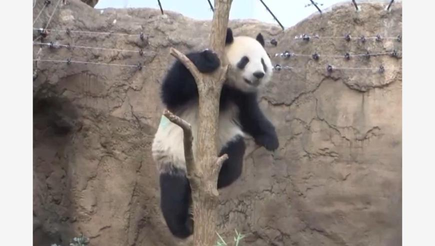 澳门综合资料免费的,泽连斯基：希望年内结束冲突,决策资料解释落实_体验版V9.40